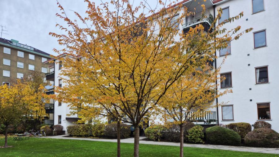 Vackra höstfärger på brf Kilian 5