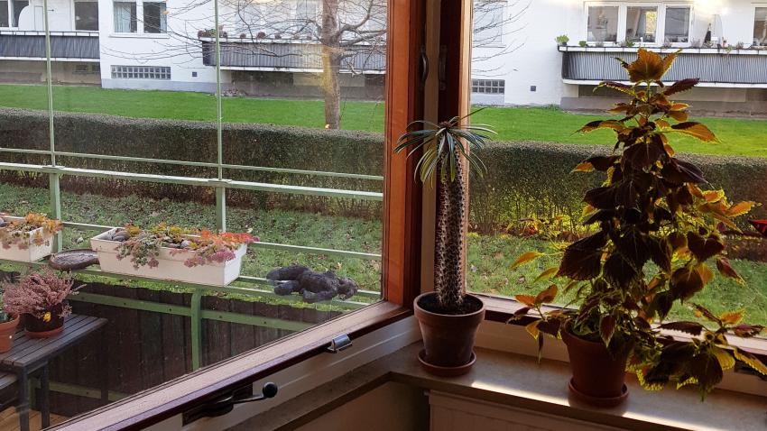 Fönster i teak med patenterade vred